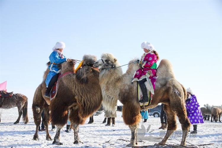 呼伦贝尔冬季骆驼文化节